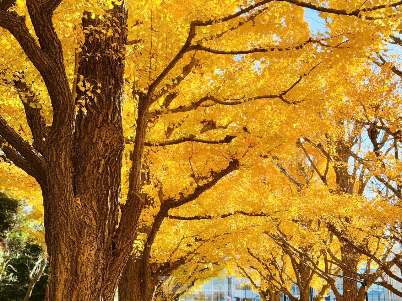 Fasziniert von der Herbstlandschaft mit roten und gelben Blättern in Japan Foto 31