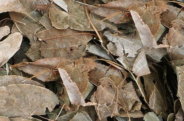 L’herbe de chèvre cornée améliore-t-elle la dysfonction érectile ?