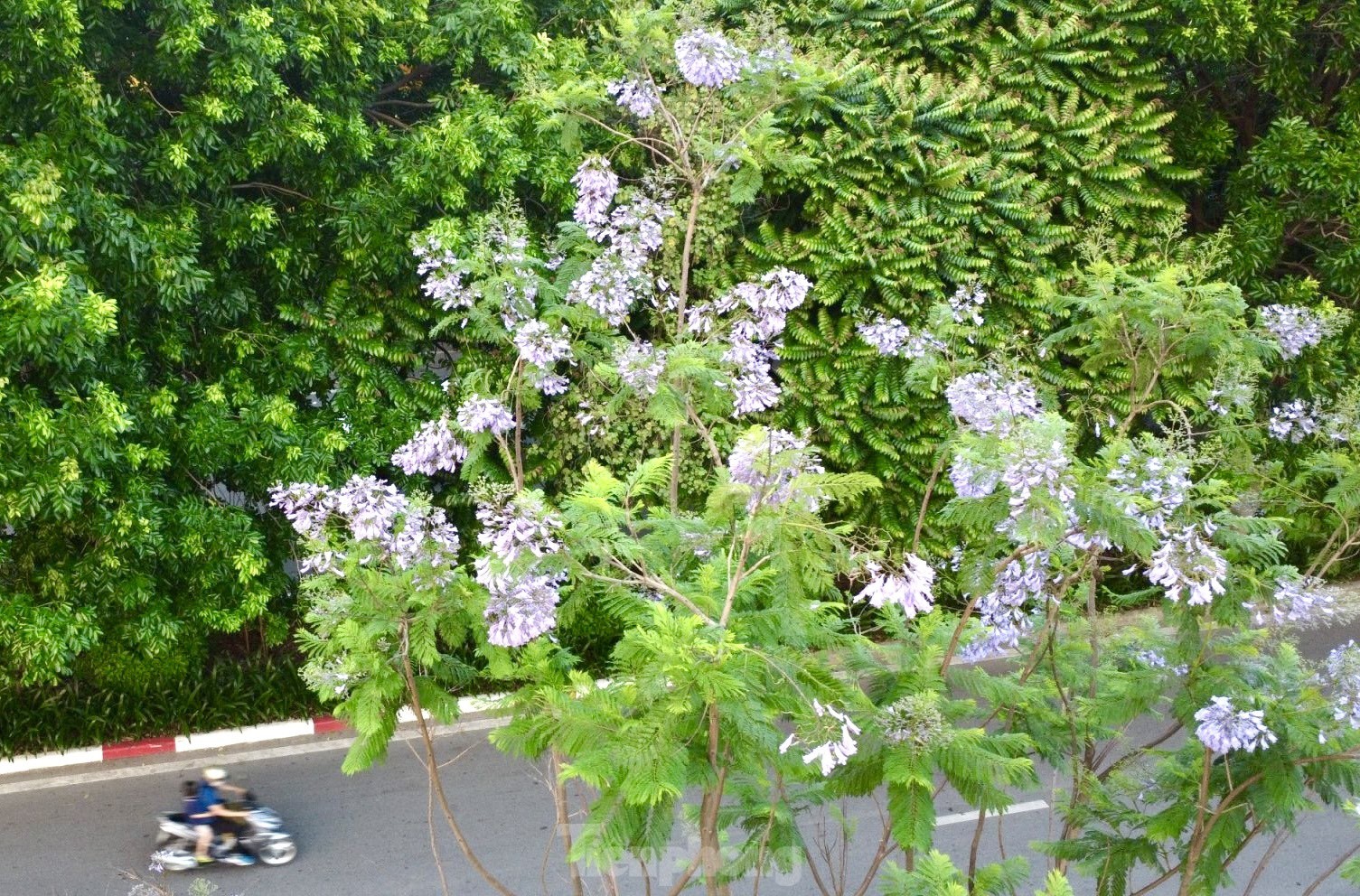 ハノイの路上でサルスベリと競い合う奇妙な紫色の鳳凰の花が咲いている（写真3）