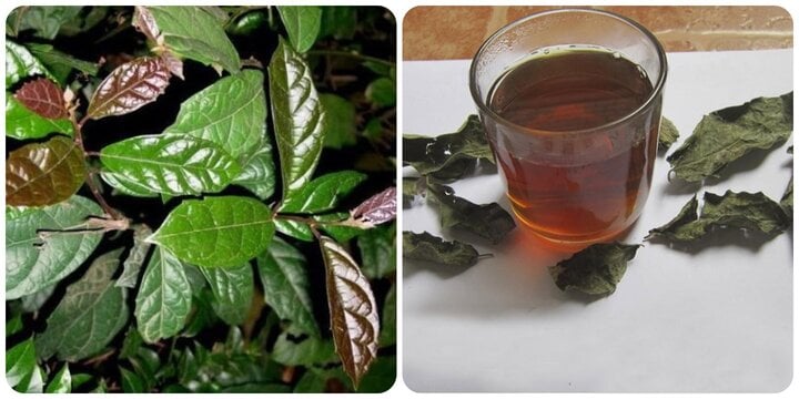 Drinking black tea has many health benefits.