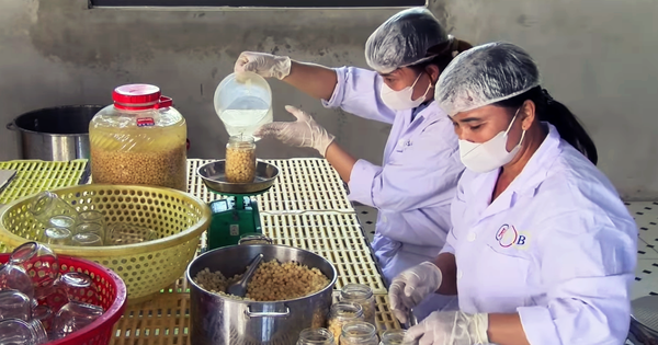 Arrancando chalotes y especias cultivadas en Hoa Binh, salando y vendiéndolos con éxito a Inglaterra.