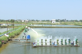 Vĩnh Linh: Gần 38 ha tôm nuôi bị nhiễm bệnh, chết hàng loạt