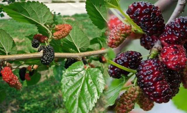 Der Maulbeerbaum bietet viele wertvolle medizinische Eigenschaften zur Unterstützung der Behandlung von Halsschmerzen.
