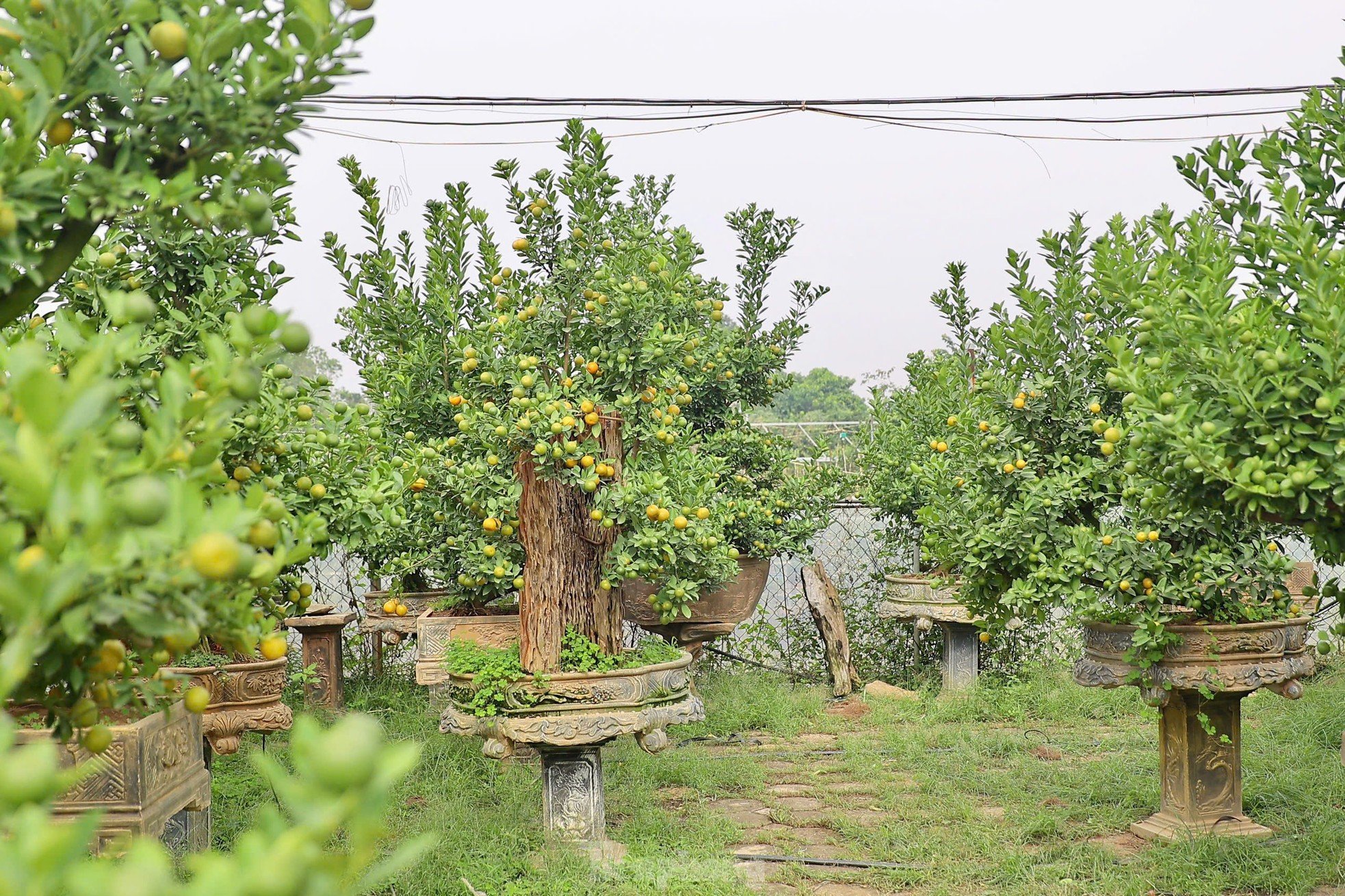 Les kumquats jaunissent, les jardiniers de Tu Lien sont occupés à préparer le Têt, photo 15