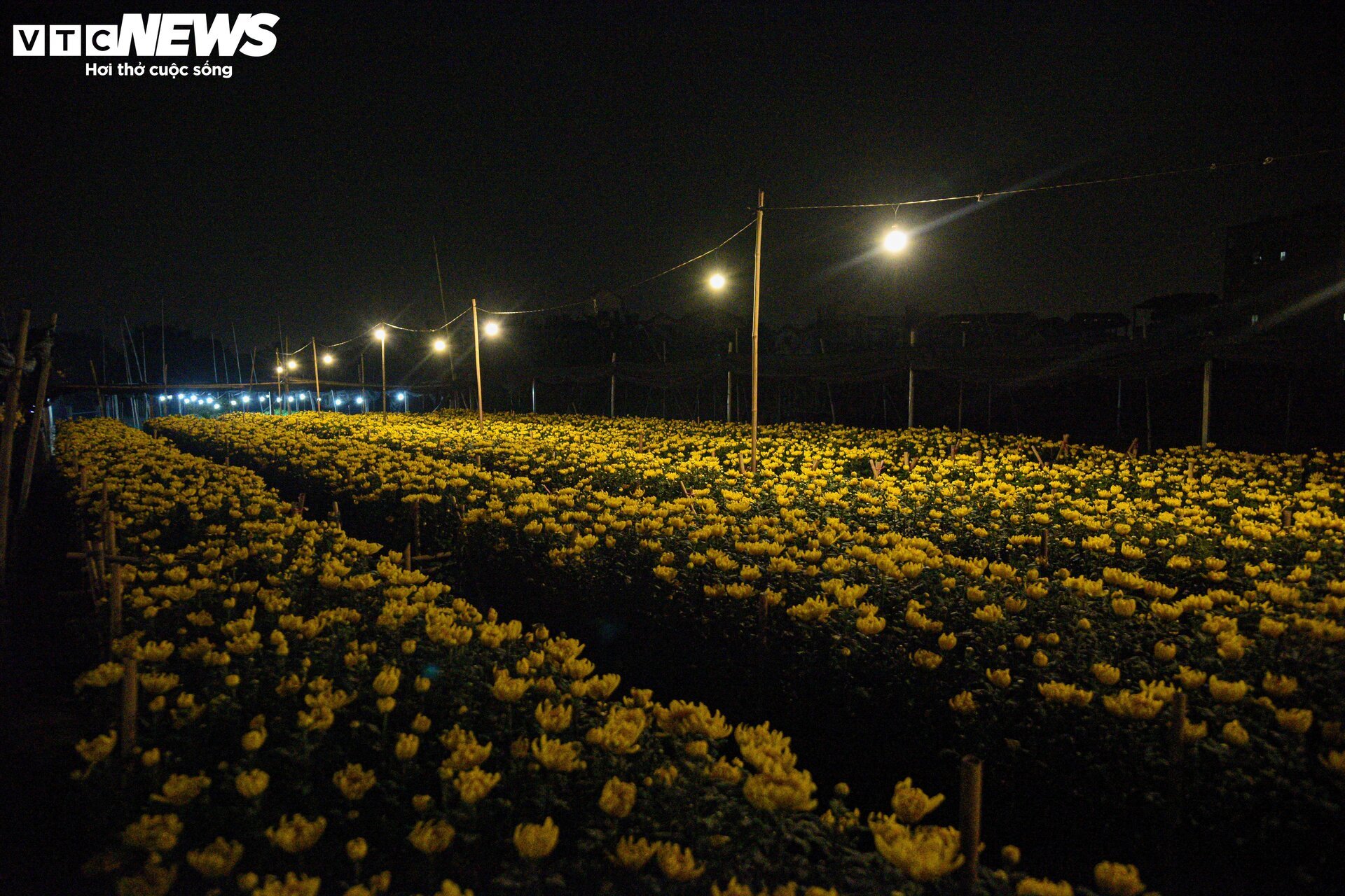 Lighting the lamp all night, forcing flowers to 'stay awake' to welcome Tet - 6