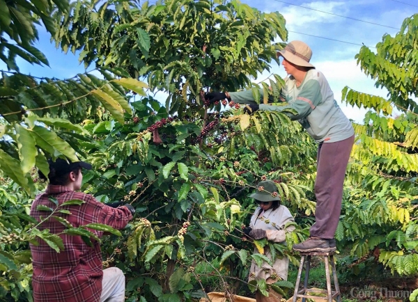 Giá cà phê tăng 2.000 đồng/kg