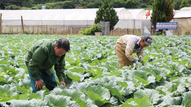 Son La produce activamente verduras verdes para abastecer el mercado a finales de año.