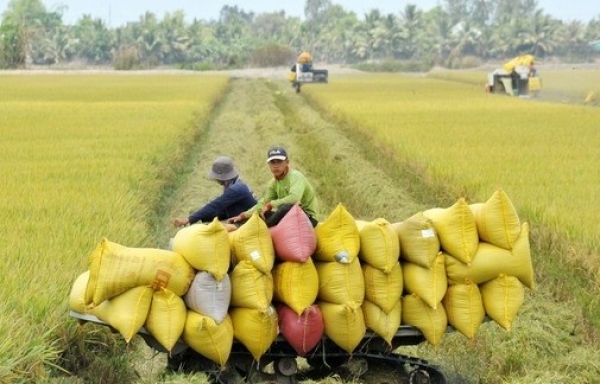 Thị trường gạo tăng đáng kể, giá gạo xuất khẩu giảm nhẹ