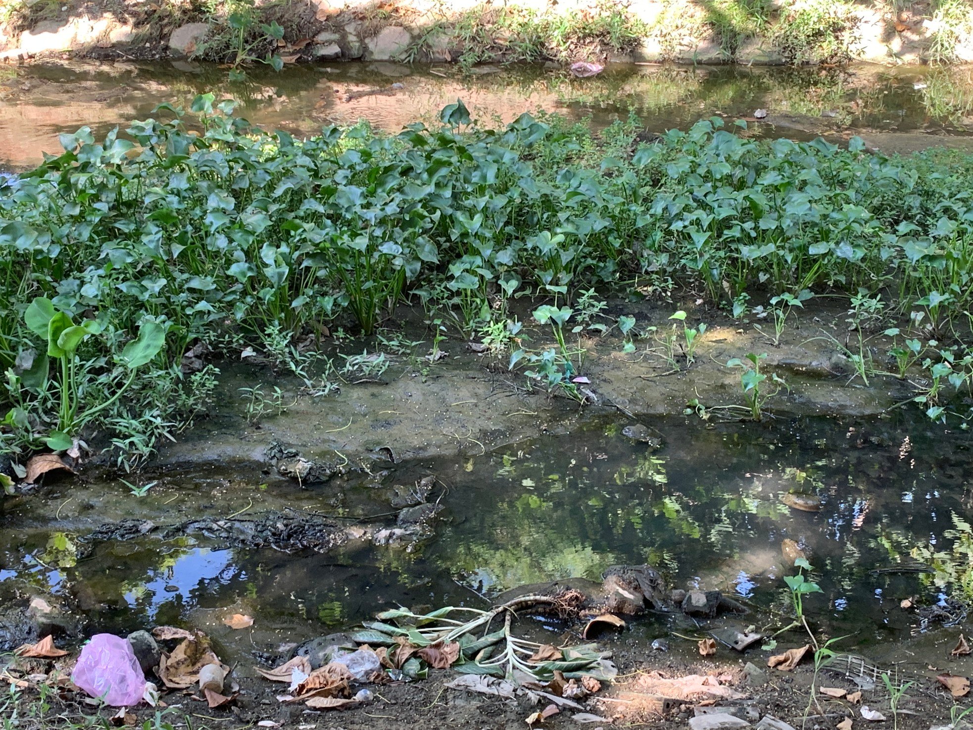 Polluting open canal in Da Nang invested more than 105 billion VND to build park photo 2