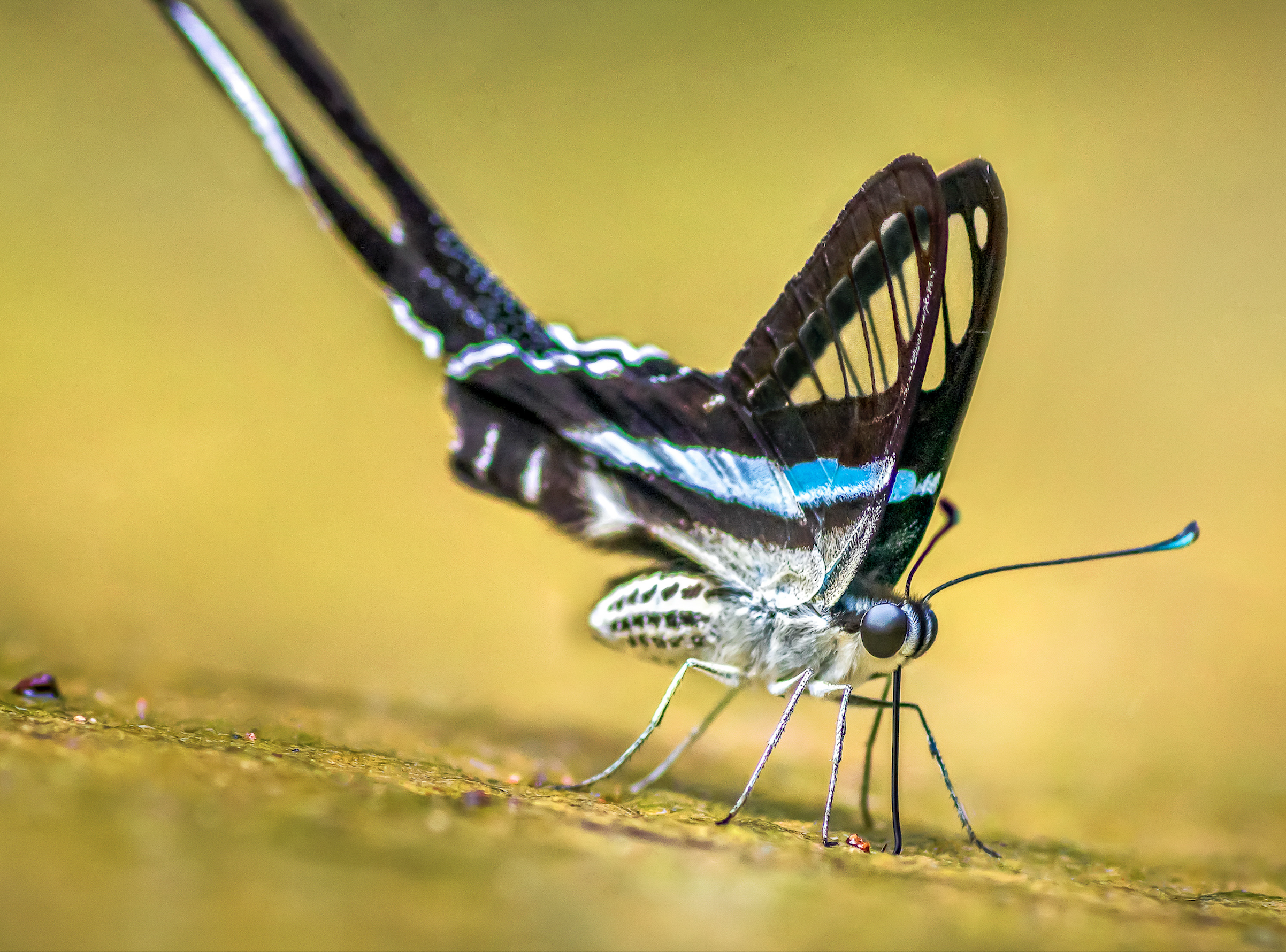 Ma Da Waldschmetterling Farbe