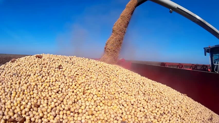 Brazil is the largest market supplying soybeans to Vietnam.