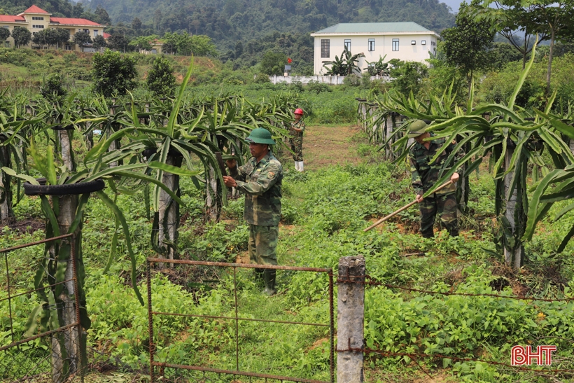 ホアハイ国境警備隊基地の緑豊かな農場で「迷子」