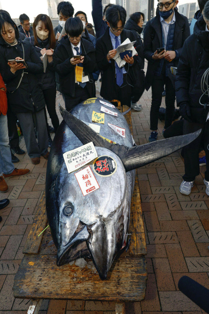 マグロは１億１４２４万円で落札された。写真：共同通信