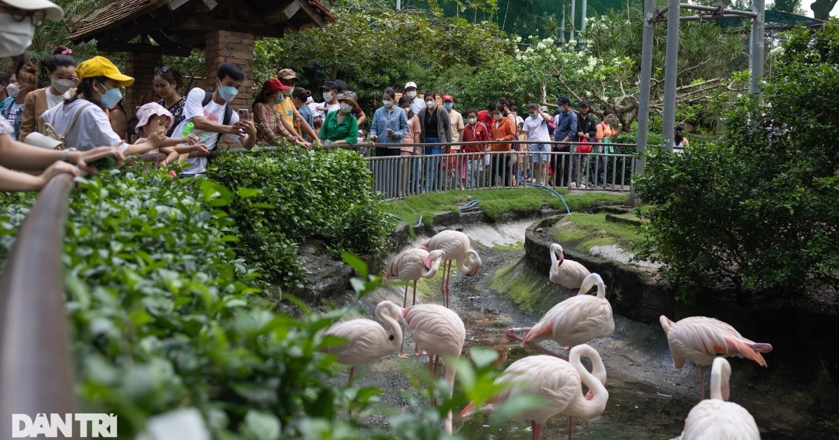 Ho Chi Minh City Department of Natural Resources and Environment has not received the application from Saigon Zoo and Botanical Garden.