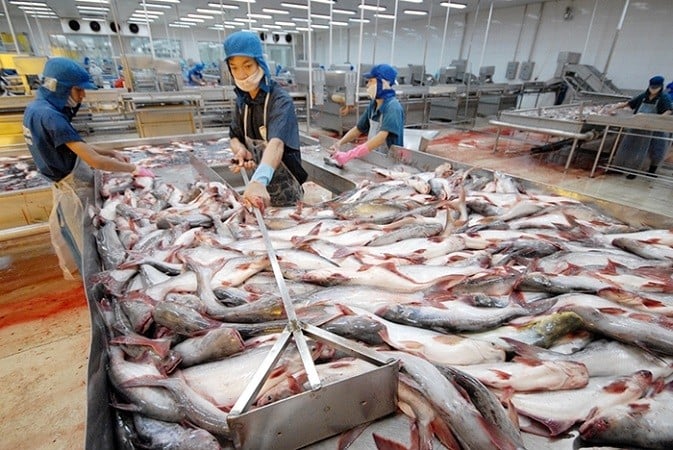 Aprovechando la ola de crecimiento, las exportaciones de pangasius a China, Estados Unidos y la UE aumentaron drásticamente