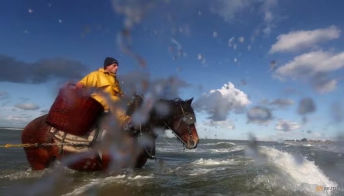 Los pescadores a caballo en Bélgica se percatan del cambio climático