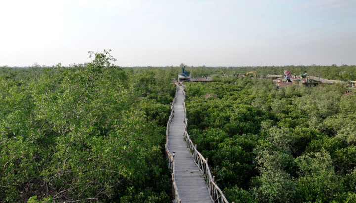 Dragon Hill International Tourist Area cooperates with Do Son district to implement a plan to develop eco-tourism services in Bang La mangrove forest. (Source: Dragon Ocean Do Son)