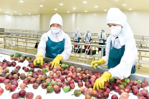 De grandes opportunités pour les fruits vietnamiens sur les grands marchés