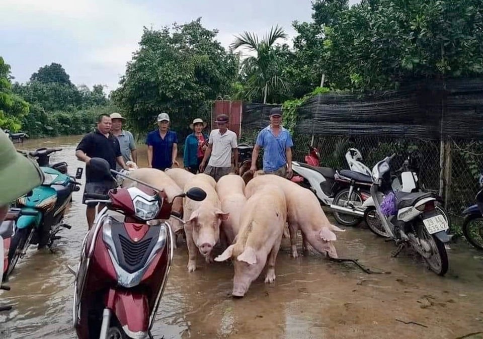 Chính quyền xã Sen Phương hỗ trợ người dân di chuyển vật nuôi đến nơi an toàn.