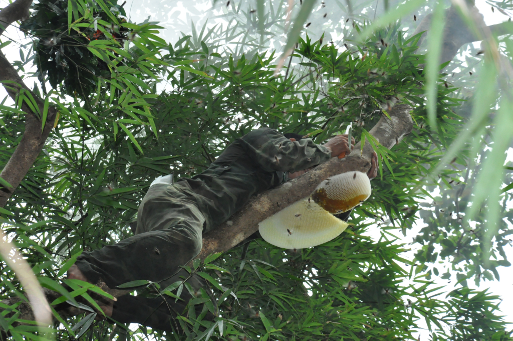 Les chasseurs d'abeilles doivent grimper aux arbres à des dizaines de mètres de hauteur pour accrocher les rayons de miel aux arbres.