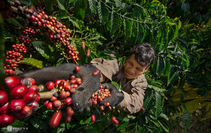 People harvest coffee in Kon Tum. Photo: Huynh Phuong