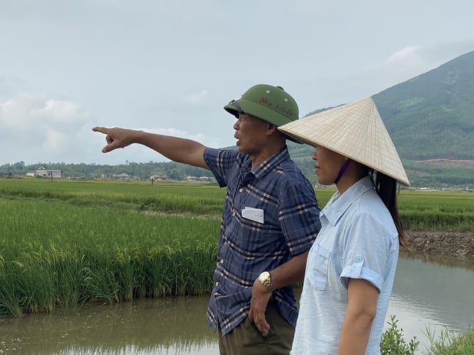 Ha Tinh continue d'étendre 57 hectares de superficie de production de riz biologique dans la zone d'exploitation de rươi au cours de la période 2024-2030. Photo : Nguyen Hoan.