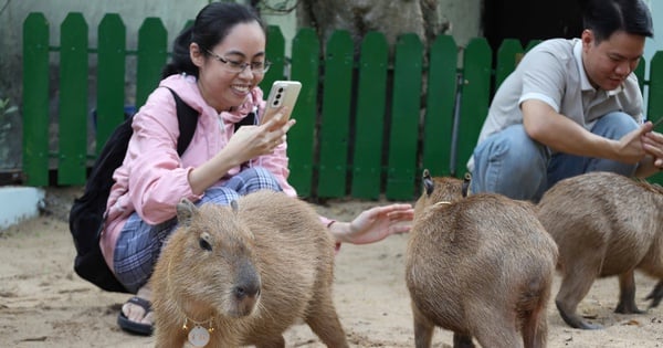 See the "minister of foreign affairs in the animal world" at Saigon Zoo and Botanical Garden