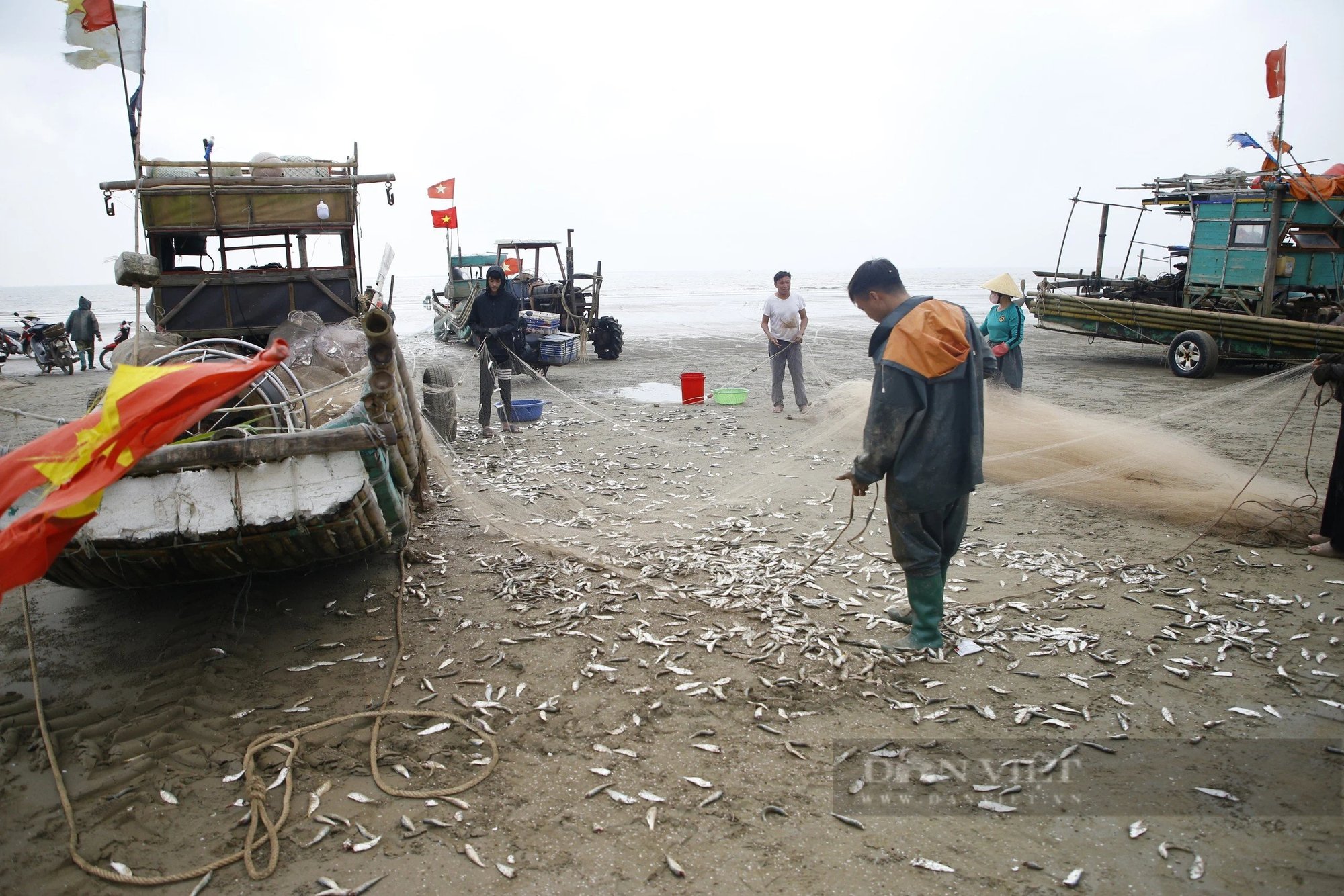 Tháng Giêng là tháng ăn chơi, nhưng ở một nơi của Thanh Hóa là tháng gỡ cá trích mỏi tay- Ảnh 4.