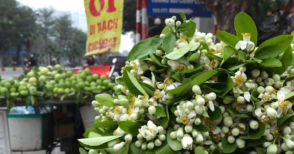 Early season grapefruit flowers cost up to half a million VND/kg but still attract customers in Hanoi