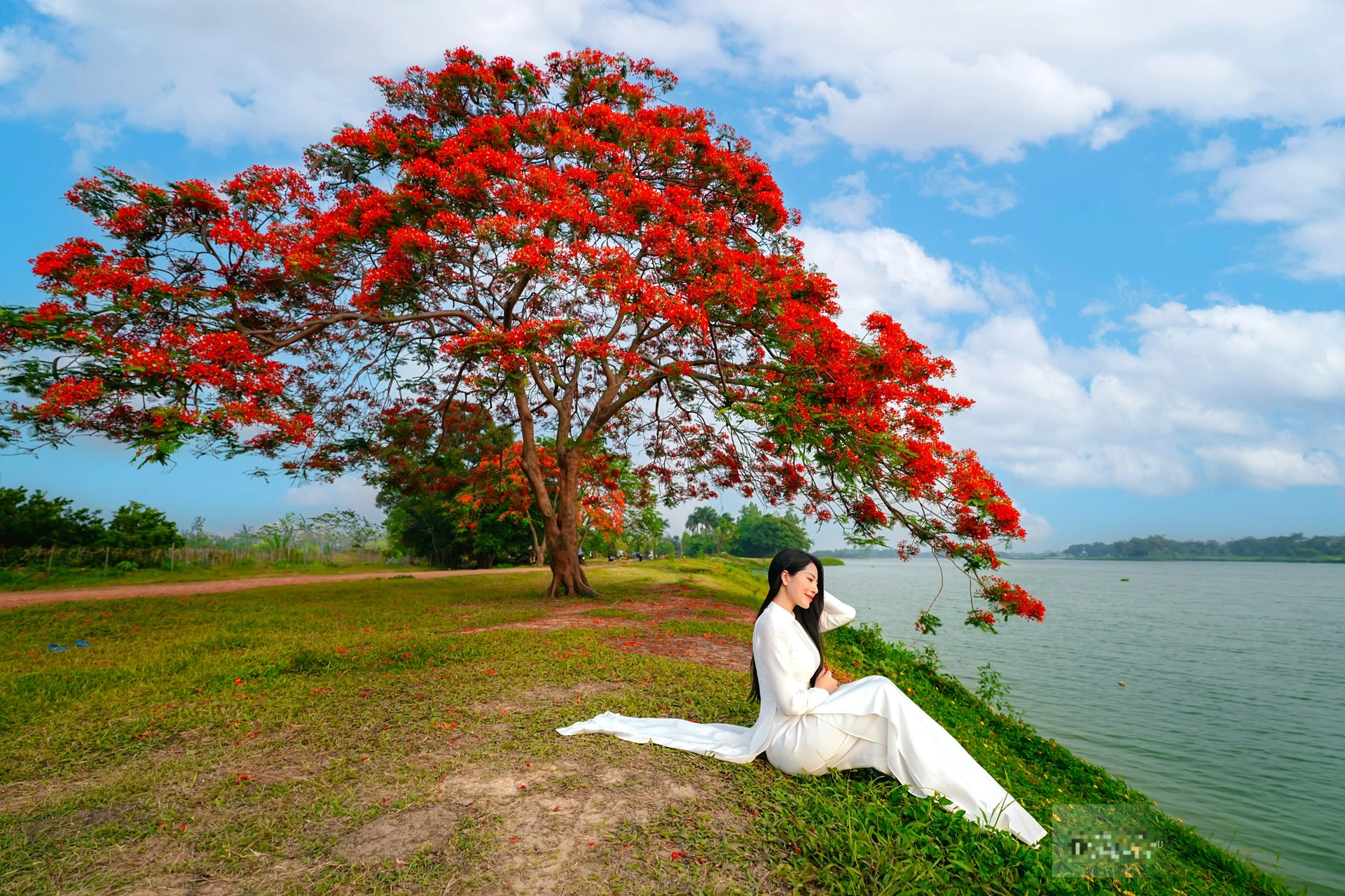 Cây phượng ở ngoại thành Hà Nội gây sốt hút khách đến cắm trại, chụp ảnh - 9