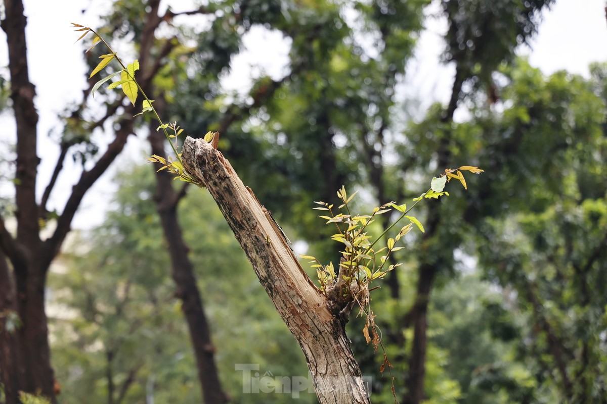 ហាណូយ៖ ដើមឈើ​ដែល​បាន​ដួល​រលំ​បន្ទាប់​ពី​ខ្យល់​ព្យុះ​បាន​ដុះ​ពន្លក​ហើយ 'រស់​ឡើង​វិញ' រូបថត​ទី ១៥