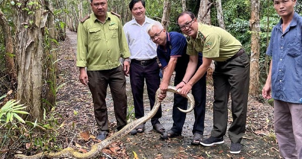 Thấy một con động vật hoang dã bò ngang cửa, người dân Sóc Trăng nhận ra loài quý hiếm, bèn giao nộp cho kiểm lâm