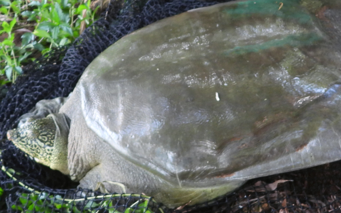 ドンモ湖のホアンキエムカメは2020年10月に捕獲され、遺伝子分析のためにサンプルが採取された。写真：ATP