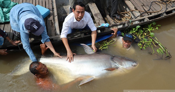 ปลายักษ์อีกตัวหนึ่งเพิ่งถูกปล่อยกลับสู่แม่น้ำโขงแล้ว