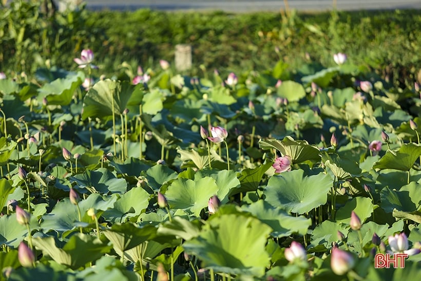 Admire the medicinal lotus pond of Ha Tinh Oriental Medicine Factory