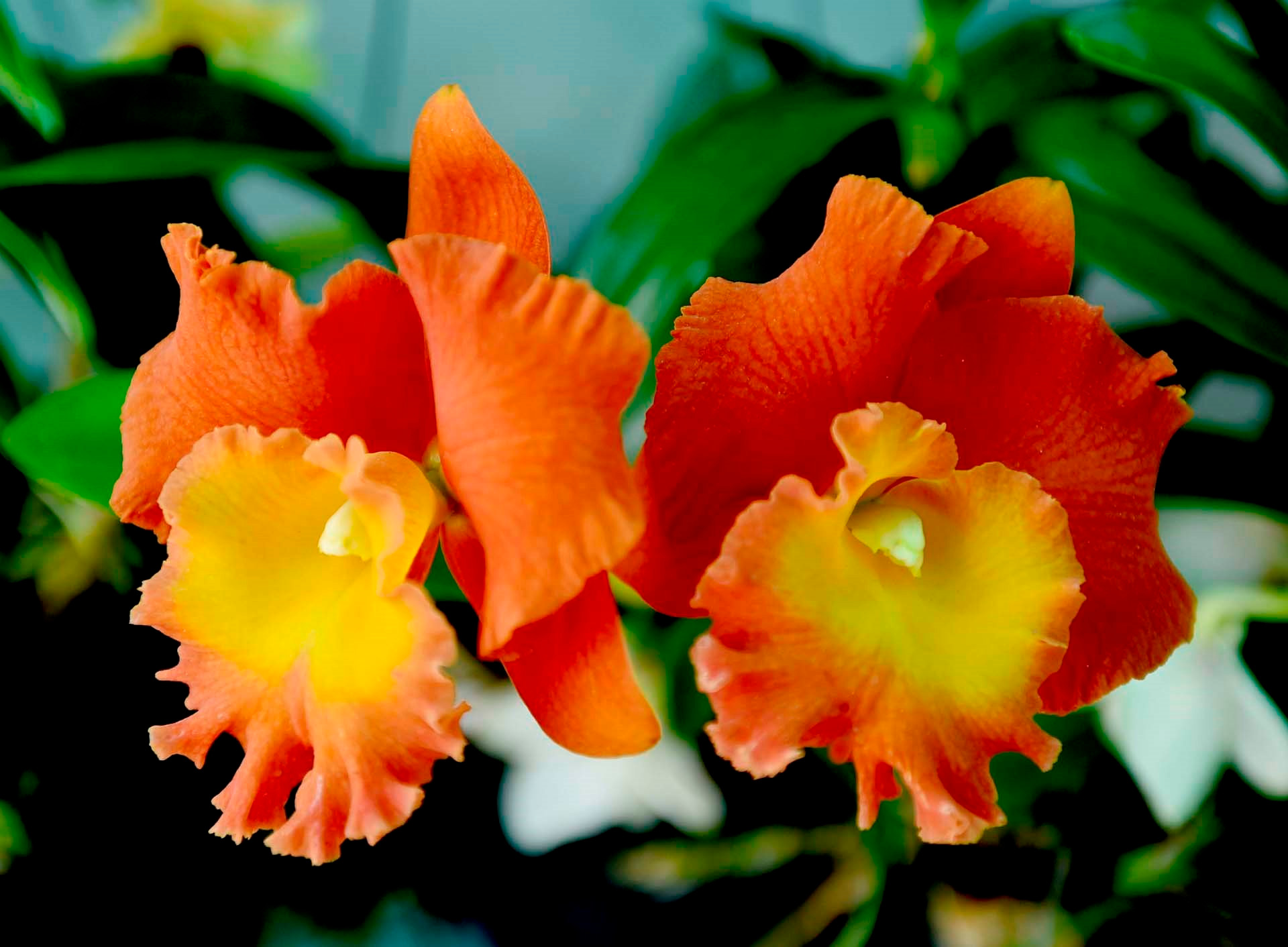 7.-cattleya-lan-dalat-ha-huu-net.jpg