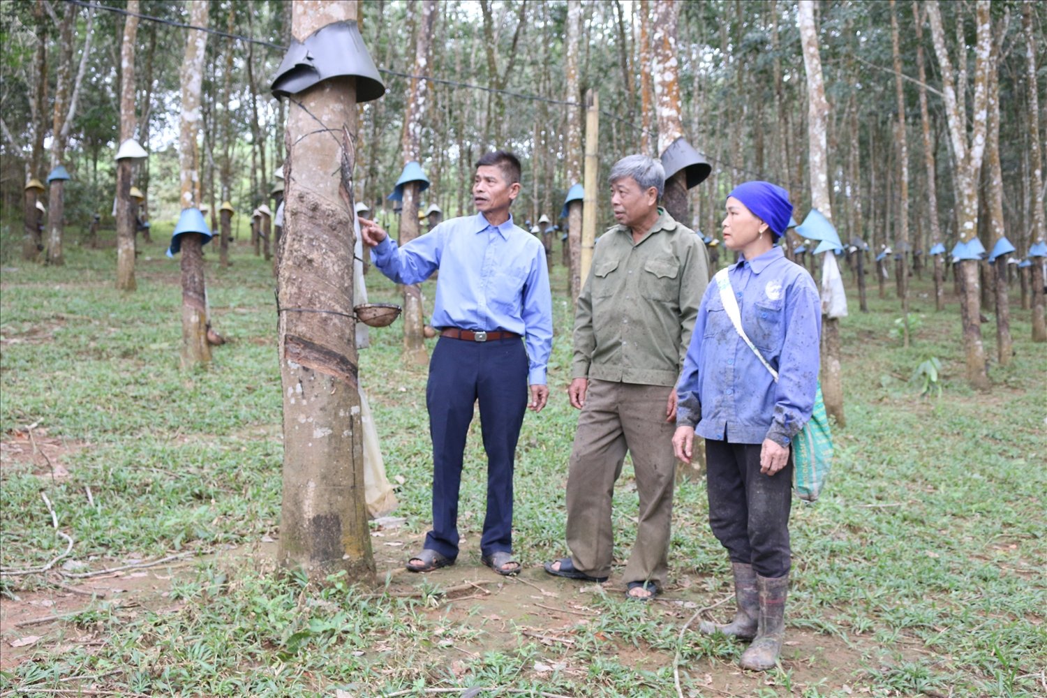 Ông Phạm Bá Huy (ngoài cùng bên trái) – Người có uy tín thôn Xuân Tân, xã Đăk Xú, huyện Ngọc Hồi hướng dẫn người dân cách cạo mủ cao su cho năng suất cao