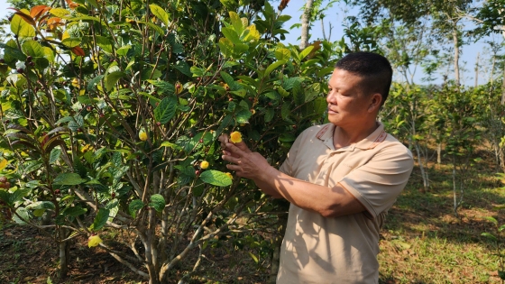 Growing organic yellow tea flowers helps plants stay healthy and leaves are green