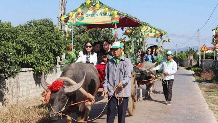 O viajar en carretas tiradas por búfalos por los nuevos caminos rurales para ver los jardines de lichis de Luc Ngan que se extienden a lo largo de las colinas...