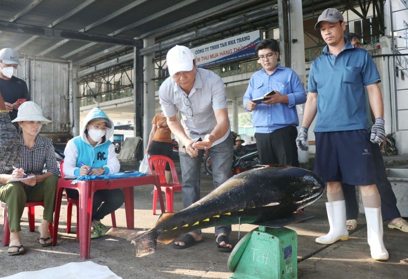 Ngư dân Khánh Hoà, Quảng Ngãi đón “lộc biển” đầu năm Giáp Thìn 2024