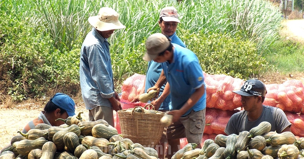 Bí đỏ, quả ngon ăn tốt cho não, cải thiện trí nhớ, một xã ở Trà Vinh trồng thành công, bán hút hàng