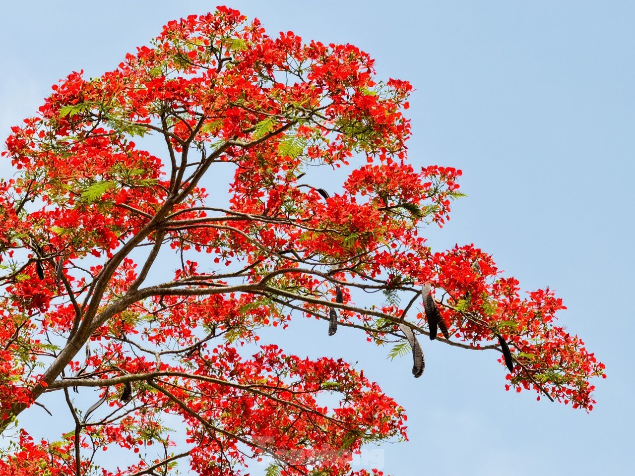 Les fleurs de phénix rouges « illuminent » les rues de Hanoï, photo 13