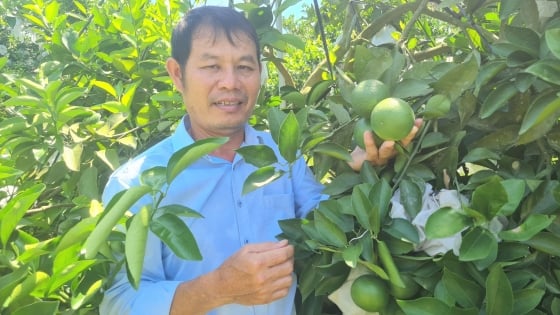 Grandes ganancias gracias al persistente cultivo orgánico de naranjas