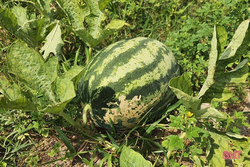 Cultiver des pastèques dans la nature pour générer des revenus élevés
