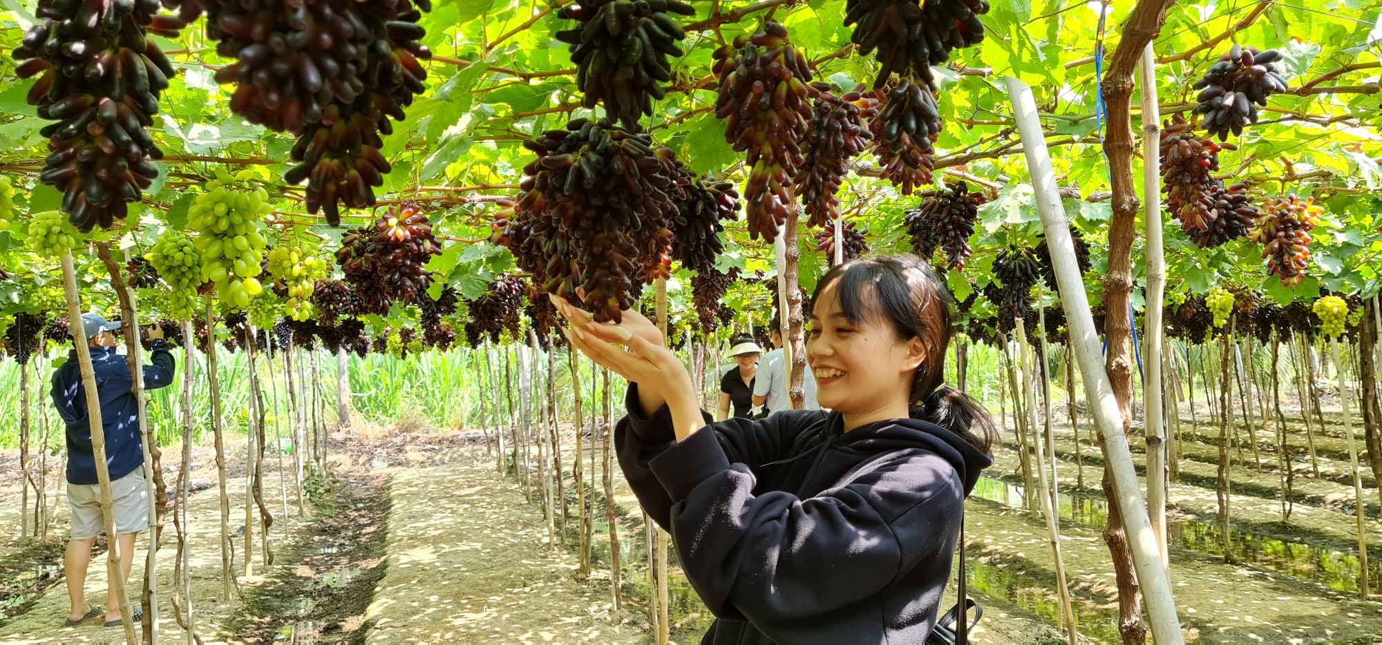 MÃN NHÃN VỚI VƯỜN NHO KHÔNG HẠT Ở NINH THUẬN - Ảnh 6.