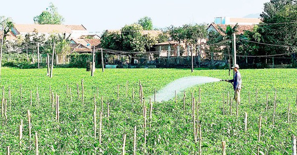 Tout le village de Binh Dinh cultive des légumes VietGAP, a une bonne récolte, de bons prix et les gens se versent de bons salaires.