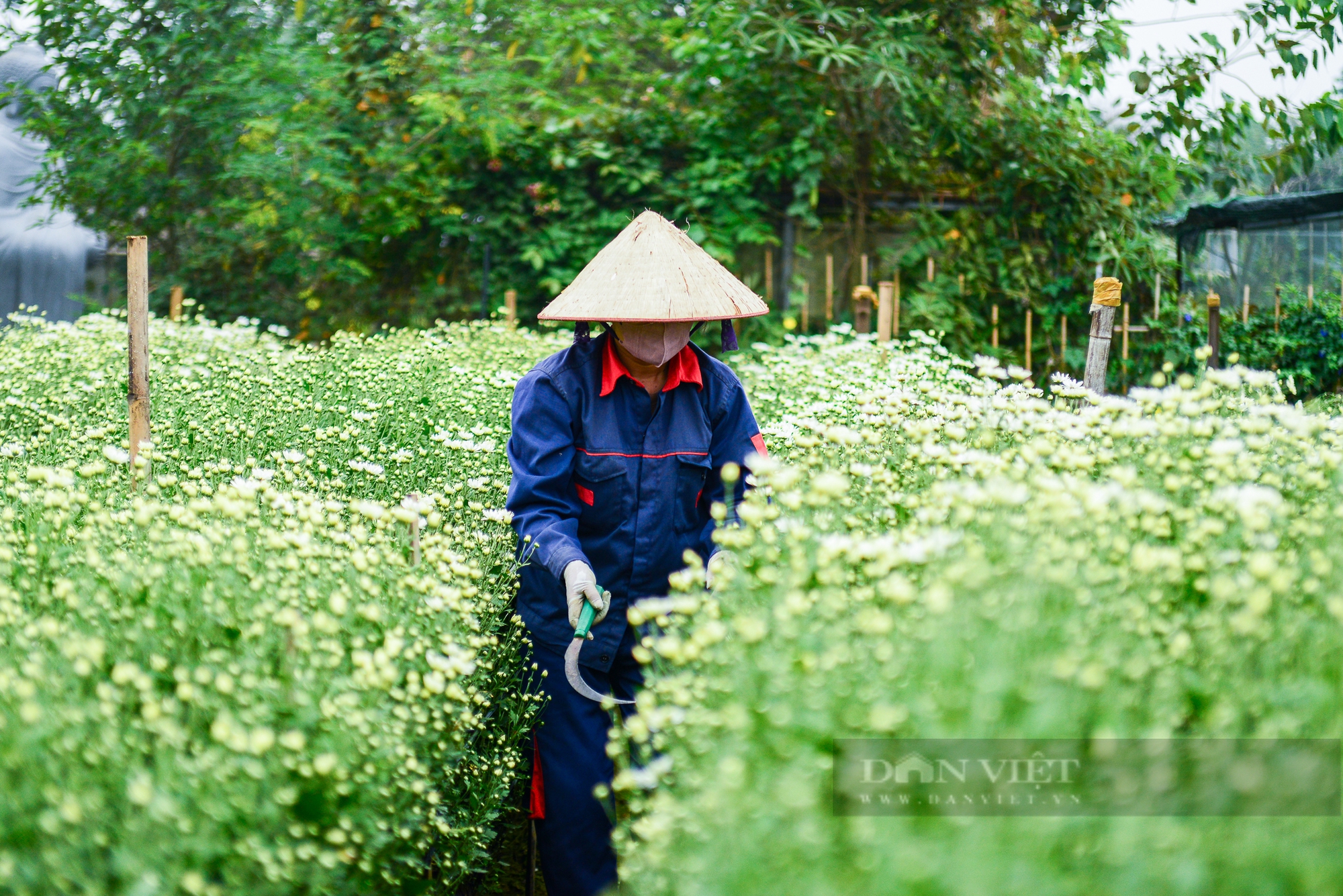 Vườn cúc họa mi sót lại sau bão bung nở, người dân vỡ òa cảm xúc - Ảnh 3.