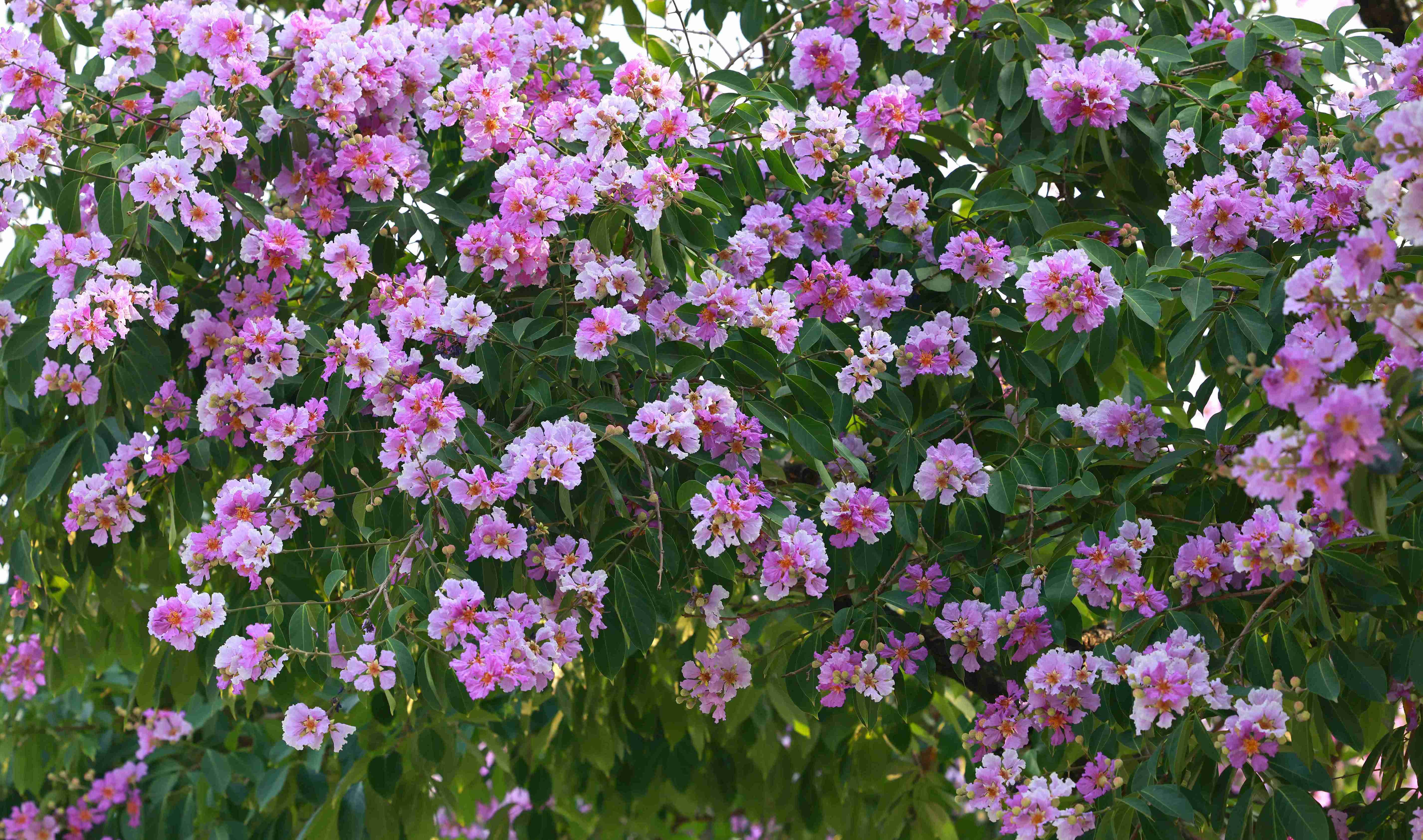 Die beste Zeit zum Fotografieren und Herumlaufen, um die violetten Blüten zu bewundern, ist die Mittagszeit und der frühe Nachmittag, da das Wetter dann ziemlich heiß ist. Zudem dauert die violette Blütensaison nur von Anfang Mai bis etwa Mitte Juni.