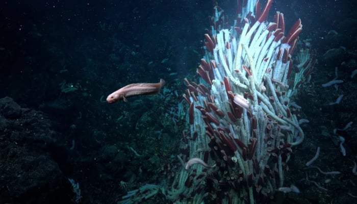 Des images et des vidéos du « monde souterrain » tout juste découvert au fond de la mer