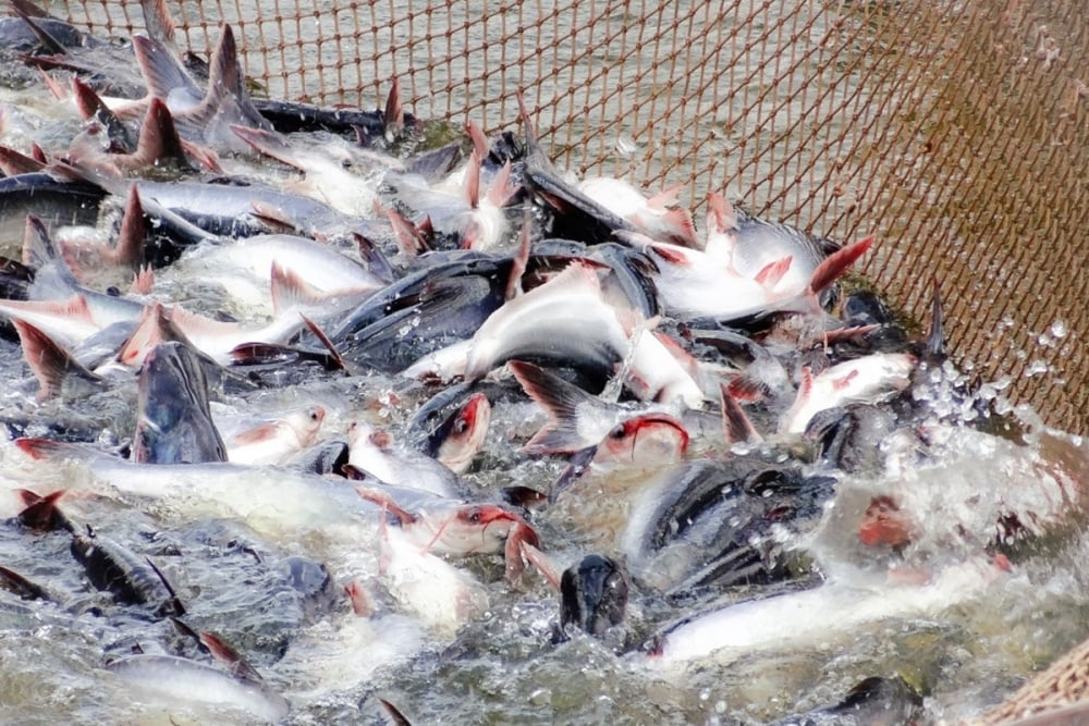 In 2023, pangasius exports may only reach 1.8 billion USD